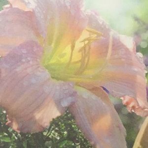 Meet your Posher, Mireya